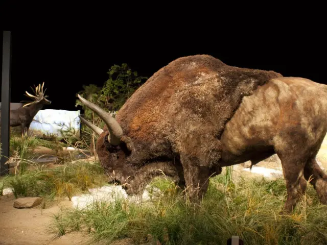 Bison en exposition dans un musée avec des visiteurs à proximité