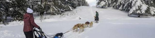 Initiation A La Conduite Dattelage Cp Crt Stephane Meurise