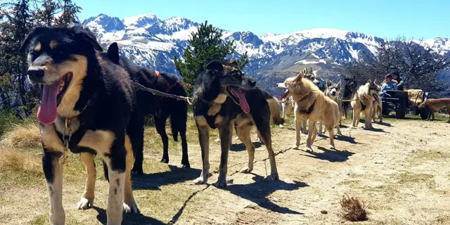Chiens de traîneau alignés sur un chemin de montagne
