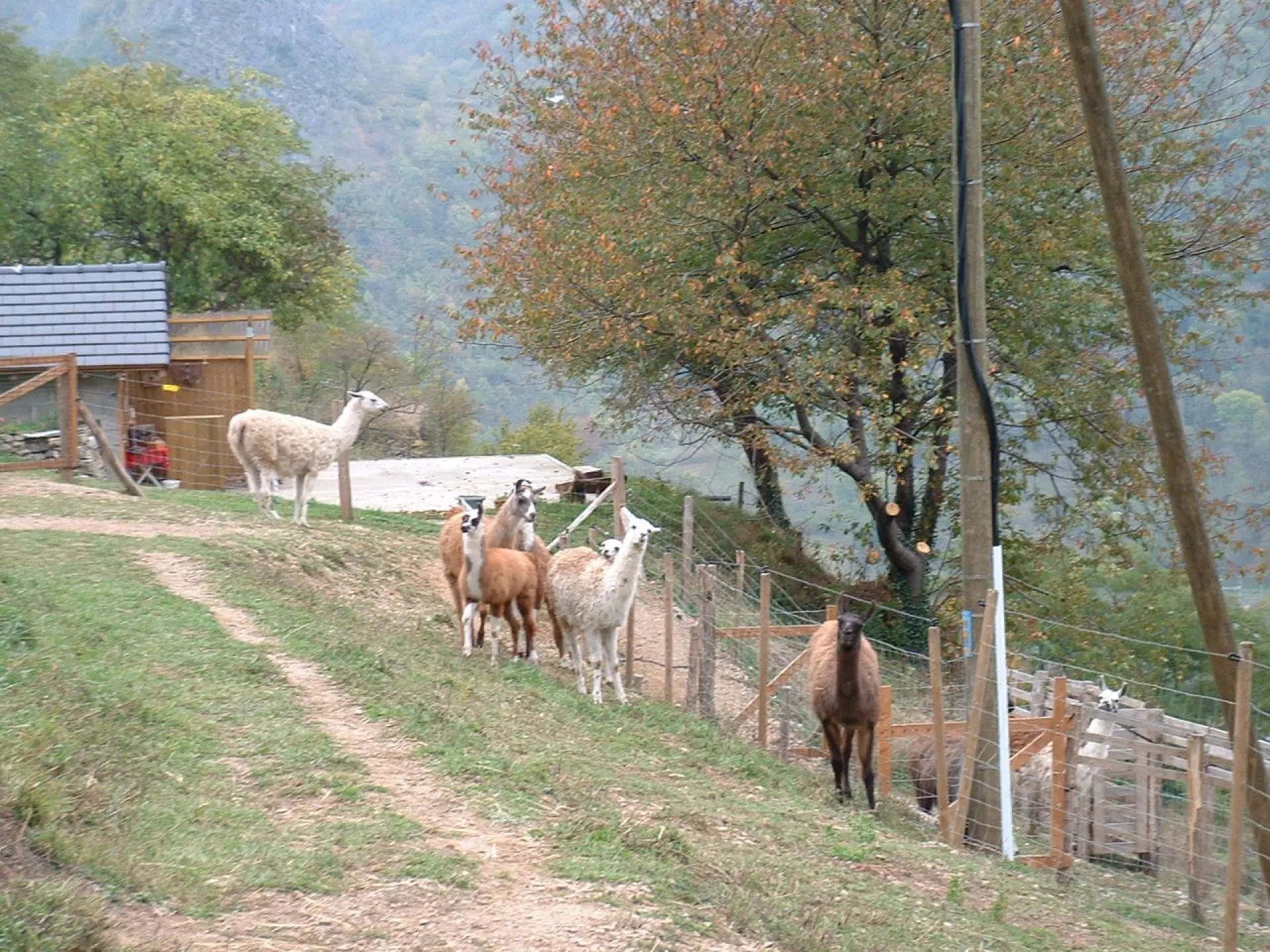 A group of llamas and alpacas in a grassy enclosure