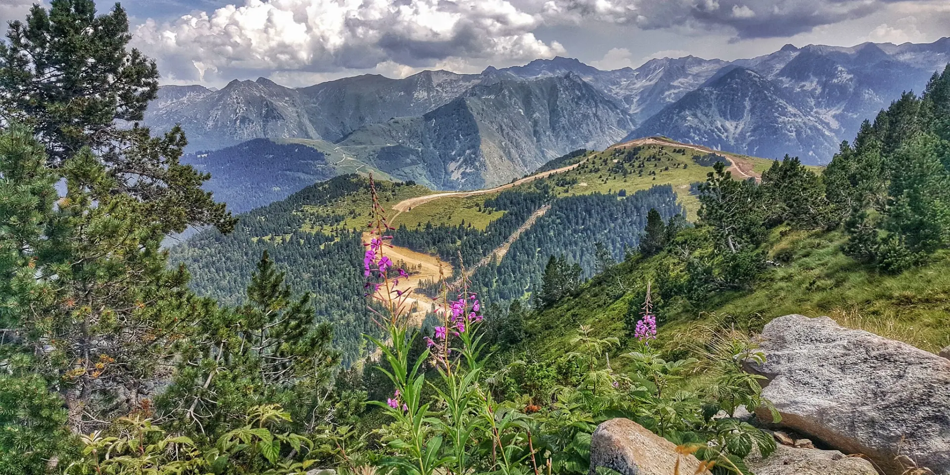Vue panoramique de montagnes verdoyantes avec des fleurs sauvages en premier plan