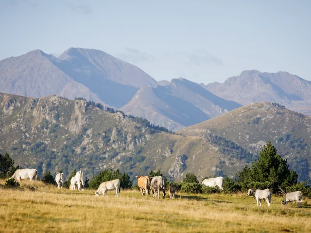 2022 Vue Beille Ete Vaches Gasconnes Adt09 Stephane Meurisse