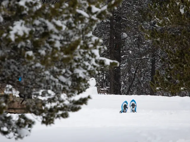 Deux personnes en raquettes marchent dans une forêt enneigée