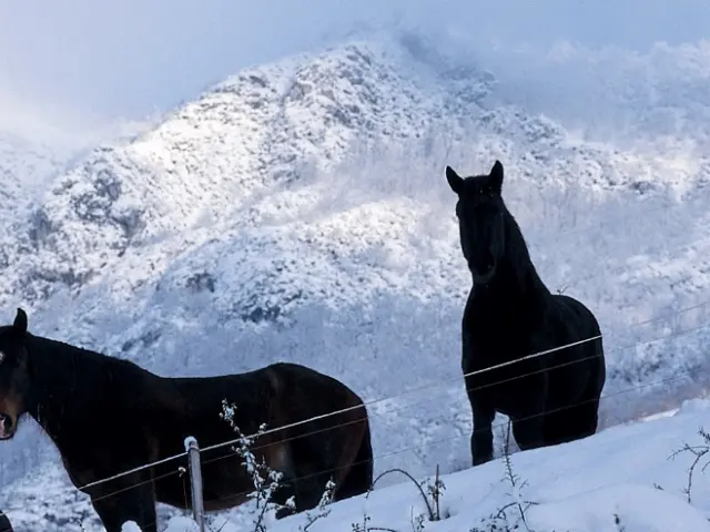 Four black horses in a snowy enclosure with mountains in the background