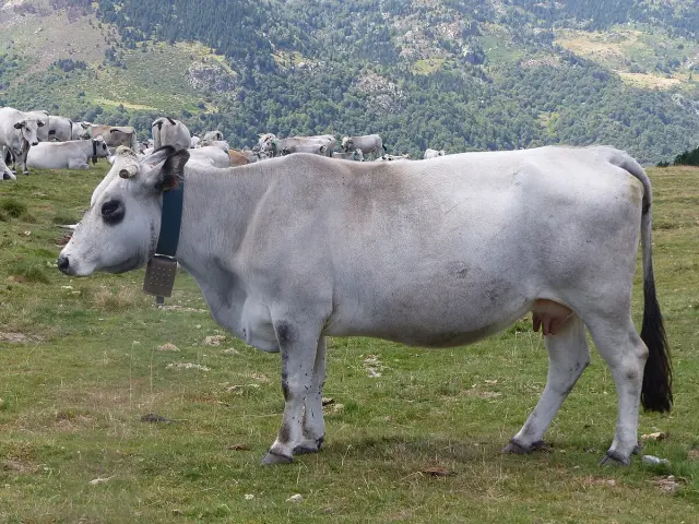 White cow with a bell around its neck in a green field