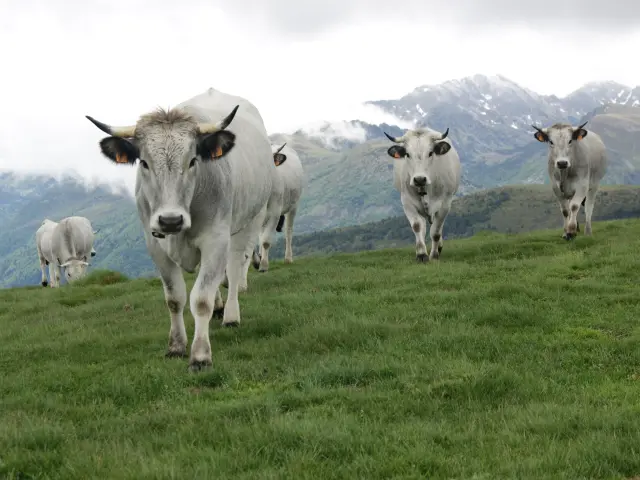 Troupeau de vaches blanches avec des cornes marchant dans un champ vert en montagne