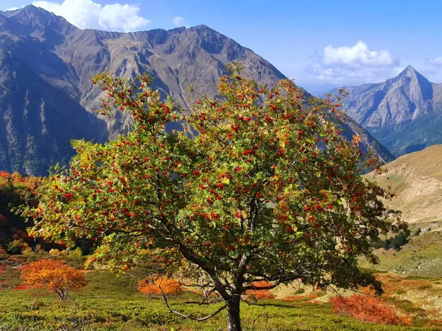 Un arbre avec des feuilles rouges et vertes devant des montagnes enneigées