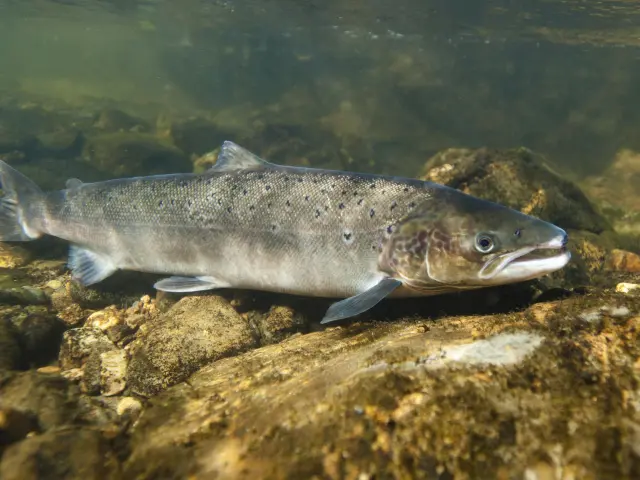 Truite nageant dans un ruisseau avec des rochers