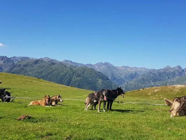 Chiens de traîneau reposant dans un champ vert avec des montagnes en arrière-plan