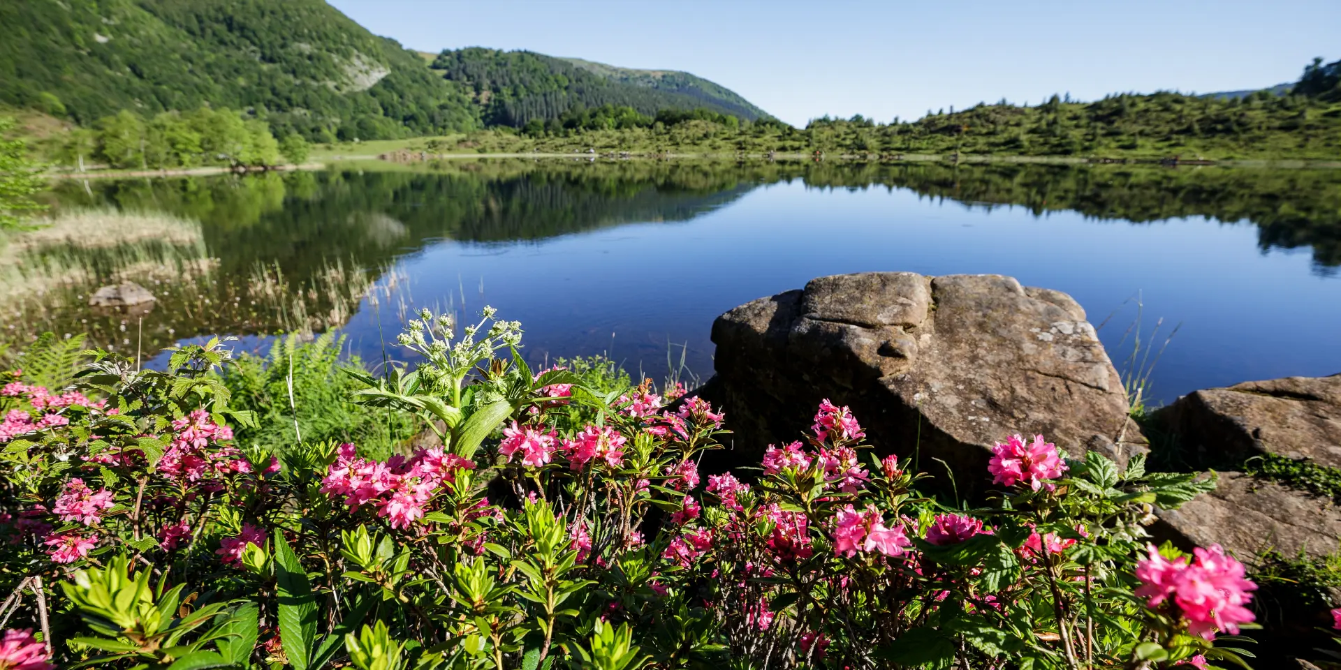 Un lac de montagne paisible avec des fleurs roses et vertes en premier plan