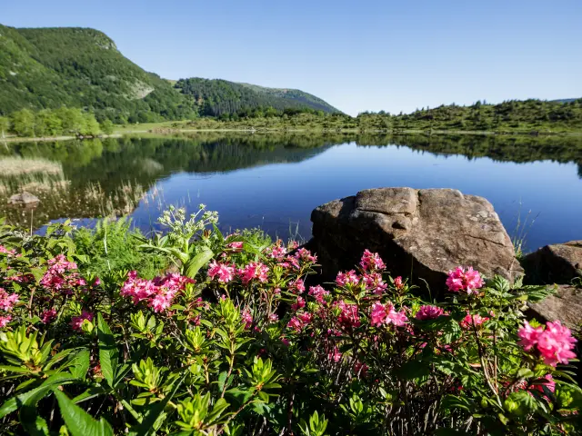 Un lac de montagne paisible avec des fleurs roses et vertes en premier plan