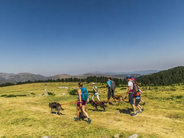 Groupe de randonneurs avec chiens en montagne