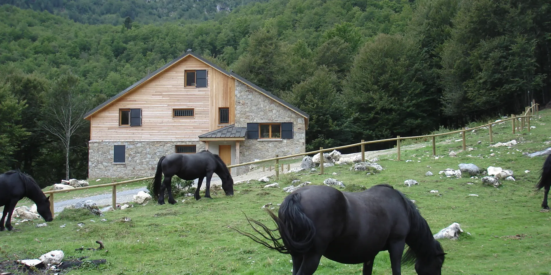 Chevaux broutant dans un pré entouré de montagnes