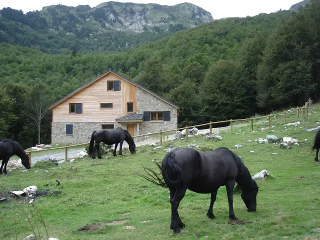 Chevaux broutant dans un pré entouré de montagnes