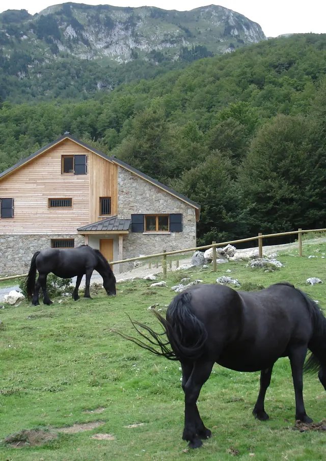 Chevaux broutant dans un pré entouré de montagnes