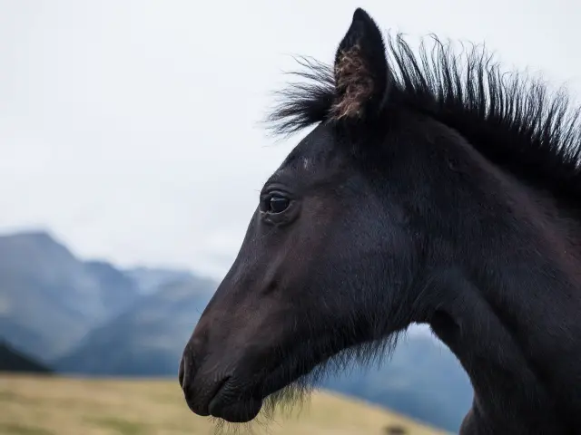 Cheval noir avec une crinière hirsute dans un paysage montagneux