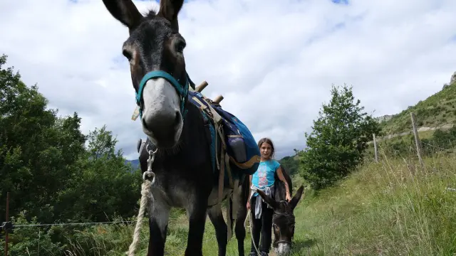 Deux personnes en randonnée avec des ânes dans un paysage naturel