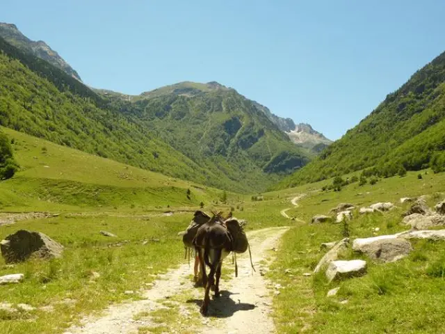 Deux ânes chargés de sacs marchent sur un sentier de montagne