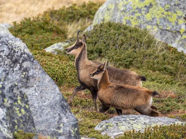 Deux chèvres de montagne sur des rochers
