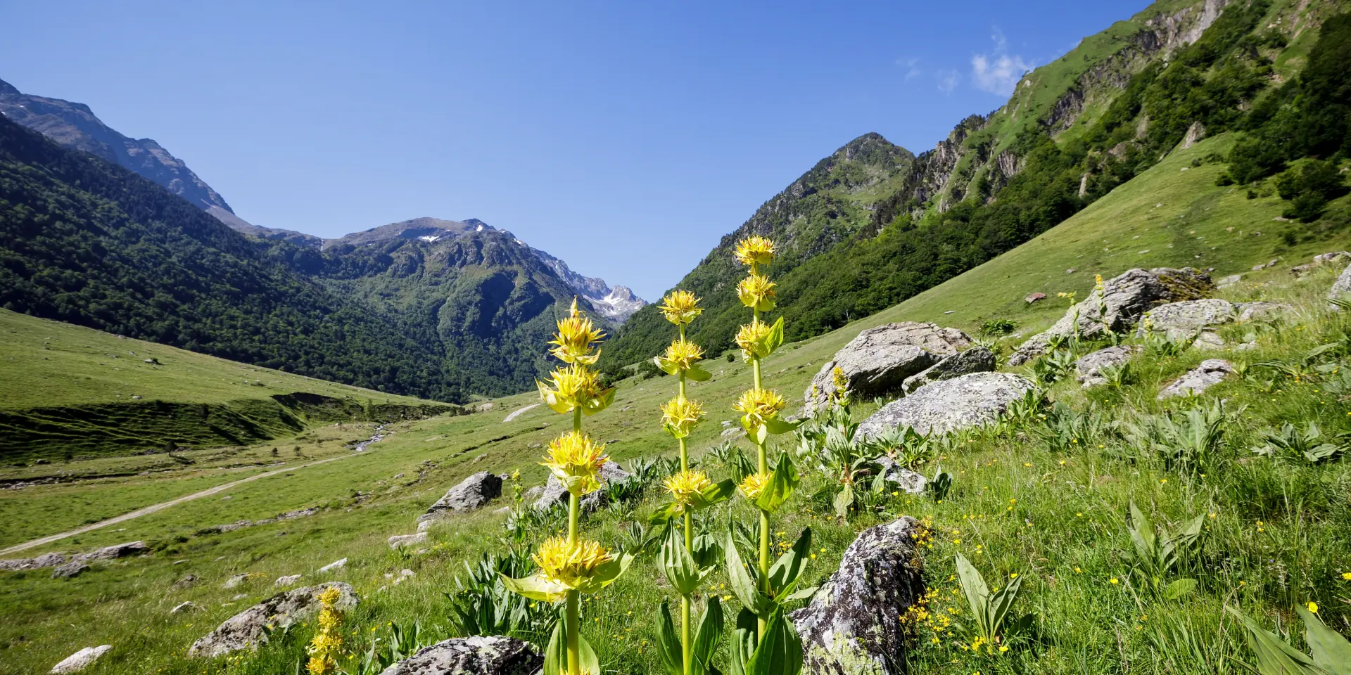 Fleurs jaunes poussant sur une pente rocheuse en montagne