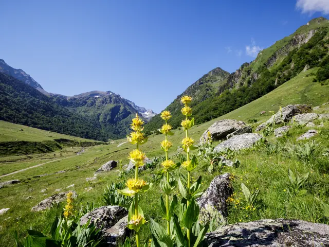 Fleurs jaunes poussant sur une pente rocheuse en montagne