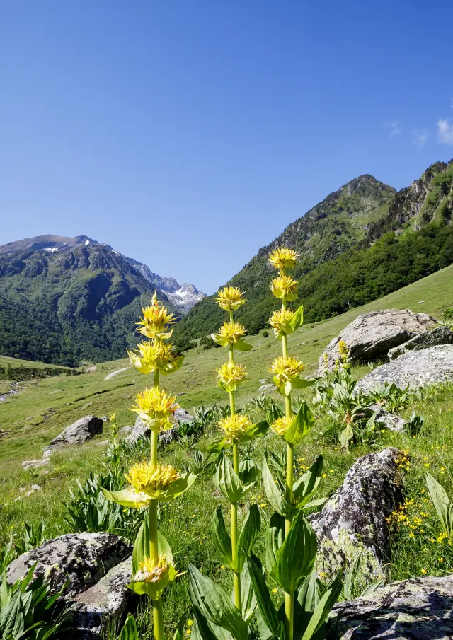 Fleurs jaunes poussant sur une pente rocheuse en montagne