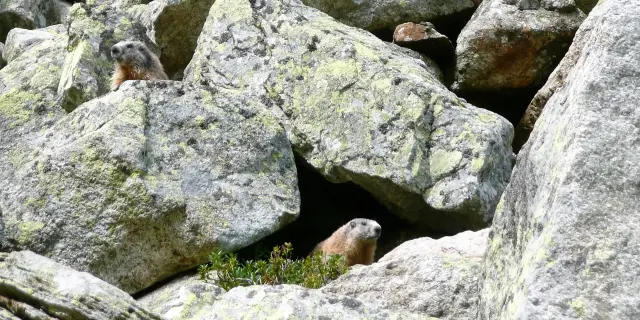 Deux chèvres de montagne sur des rochers avec un paysage vert en arrière-plan
