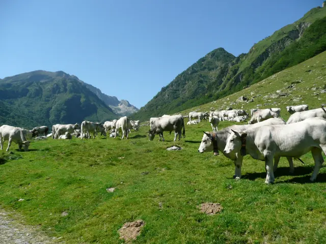 A herd of white and gray cows grazing in a mountain pasture