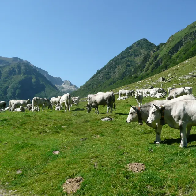 Un troupeau de vaches blanches et grises paissant dans un pâturage de montagne