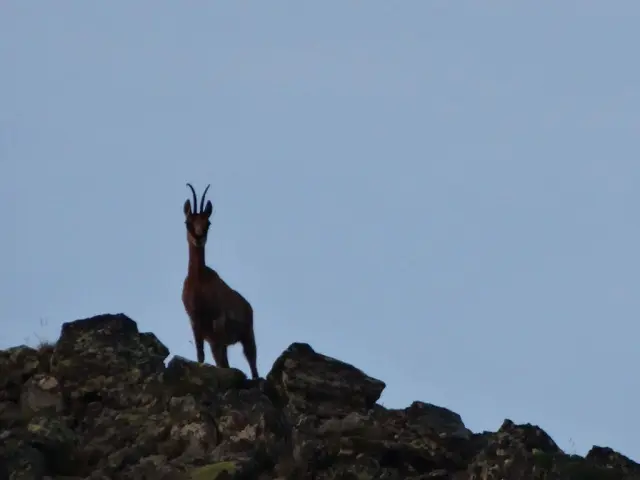 Bouquetin debout sur des rochers avec un ciel bleu en arrière-plan