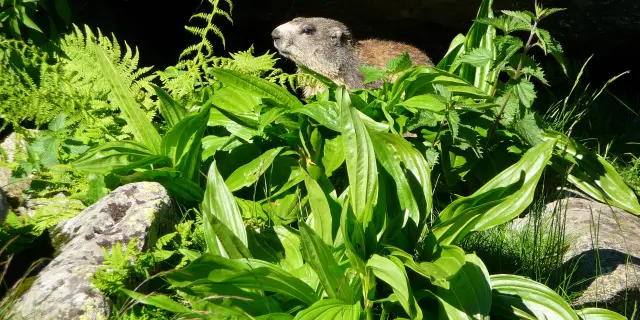 Une marmotte se repose dans un jardin avec des plantes vertes et des rochers