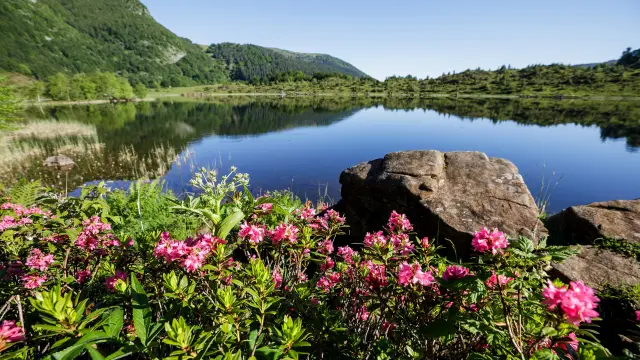 Fleurs roses et vertes au bord d'un lac avec des montagnes en arrière-plan
