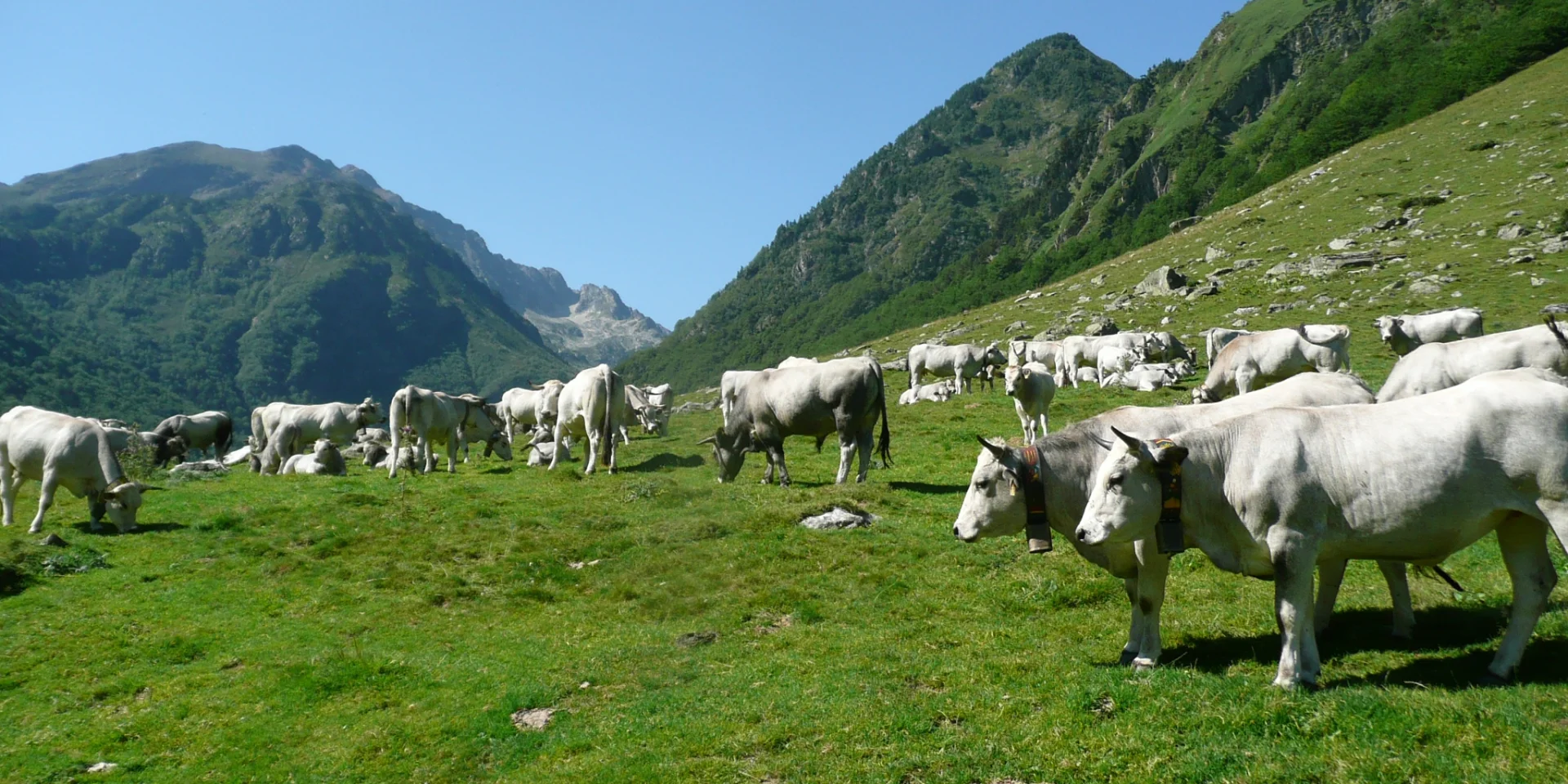 Vaches Gasconnes Estive Reserve Orlu Cp Refuge D En Beys Adt09