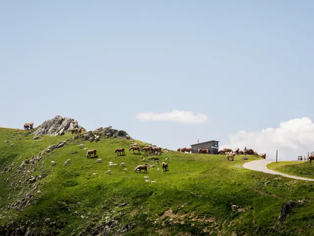 Troupeaux de vaches et de chevaux sur une colline verdoyante avec une route et des bâtiments en arrière-plan
