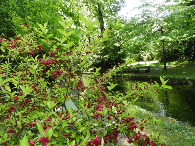 Un jardin avec des fleurs rouges et vertes près d'un plan d'eau