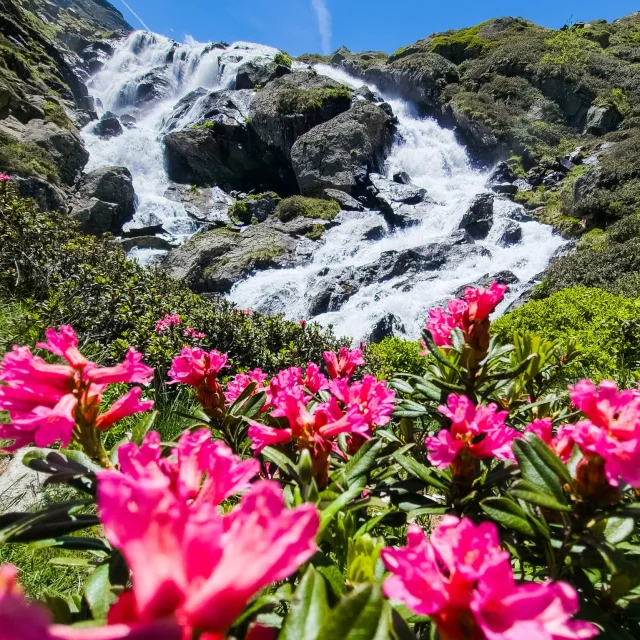 Instagram #pyreneesariegeoises