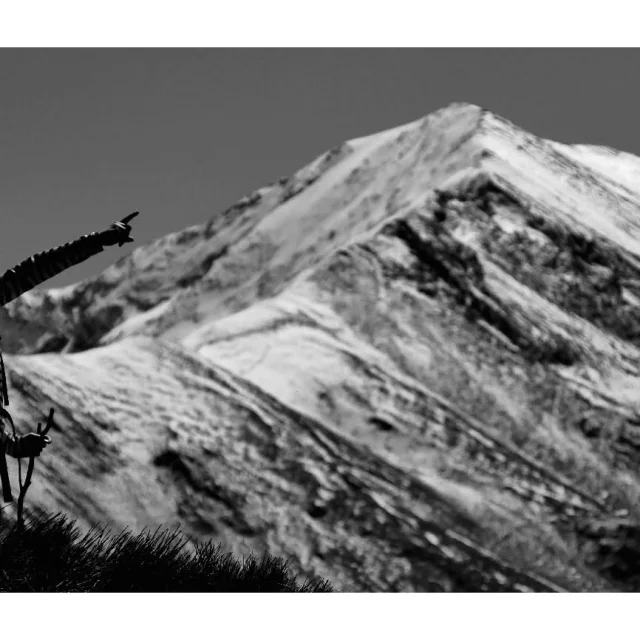 Instagram #pyreneesariegeoises