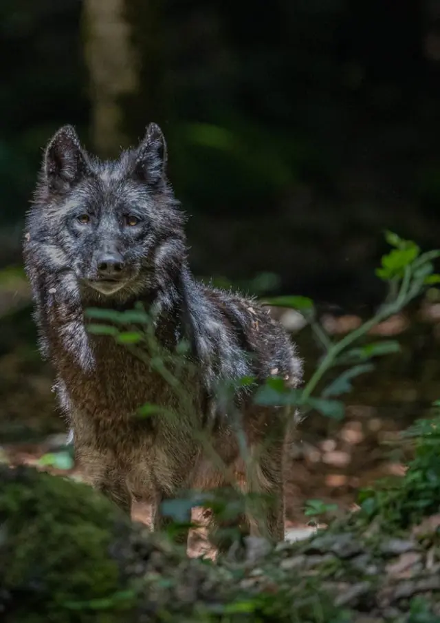 Loup gris debout dans une forêt sombre