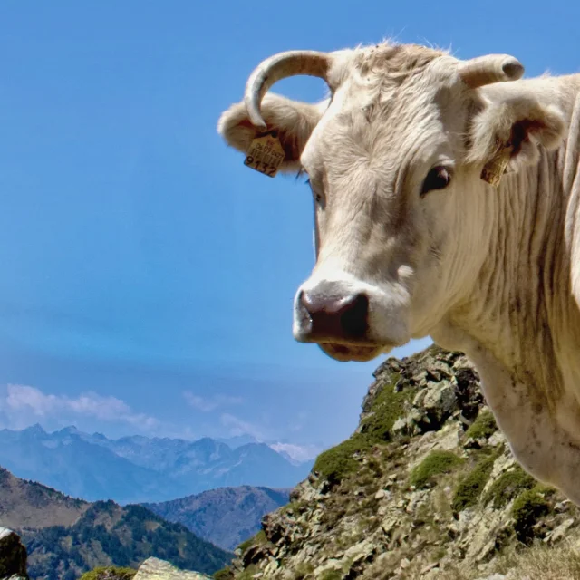 Instagram #pyreneesariegeoises