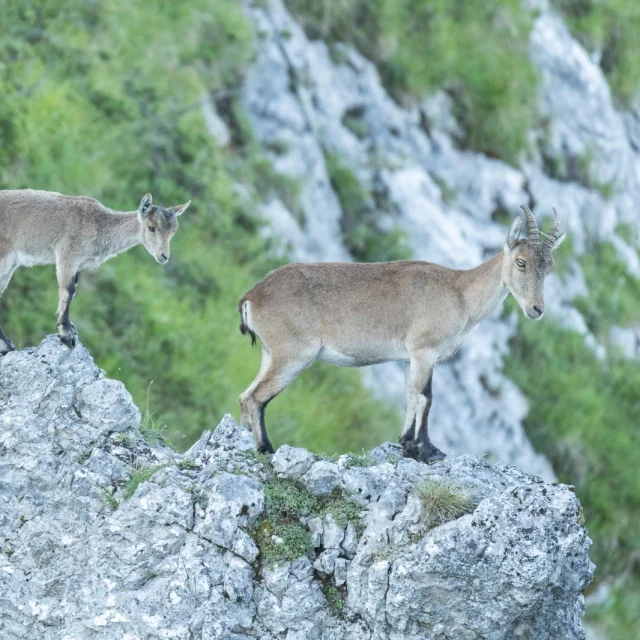 Instagram #pyreneesariegeoises