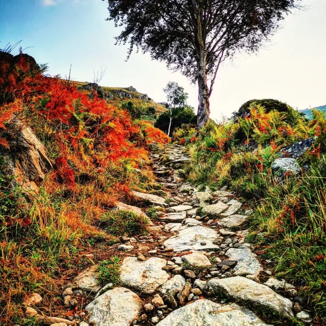 Instagram #pyreneesariegeoises