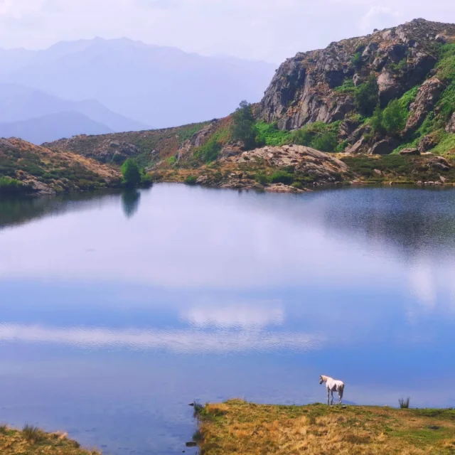 Instagram #pyreneesariegeoises