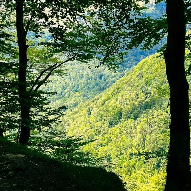 Instagram #pyreneesariegeoises