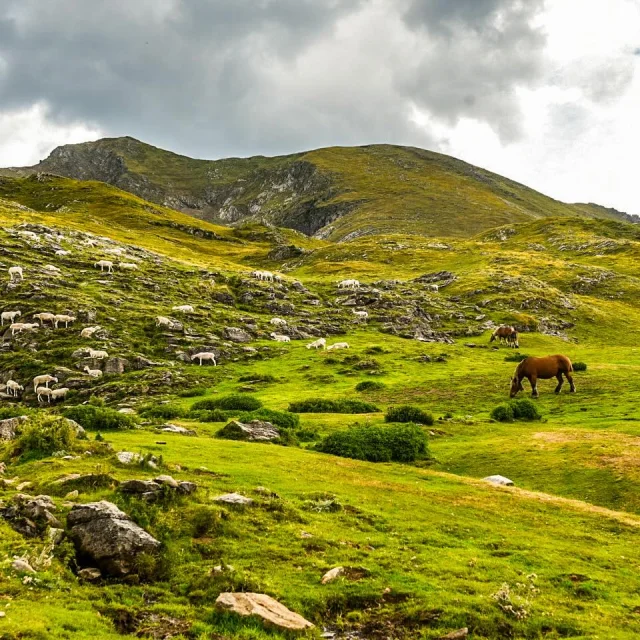 Instagram #pyreneesariegeoises