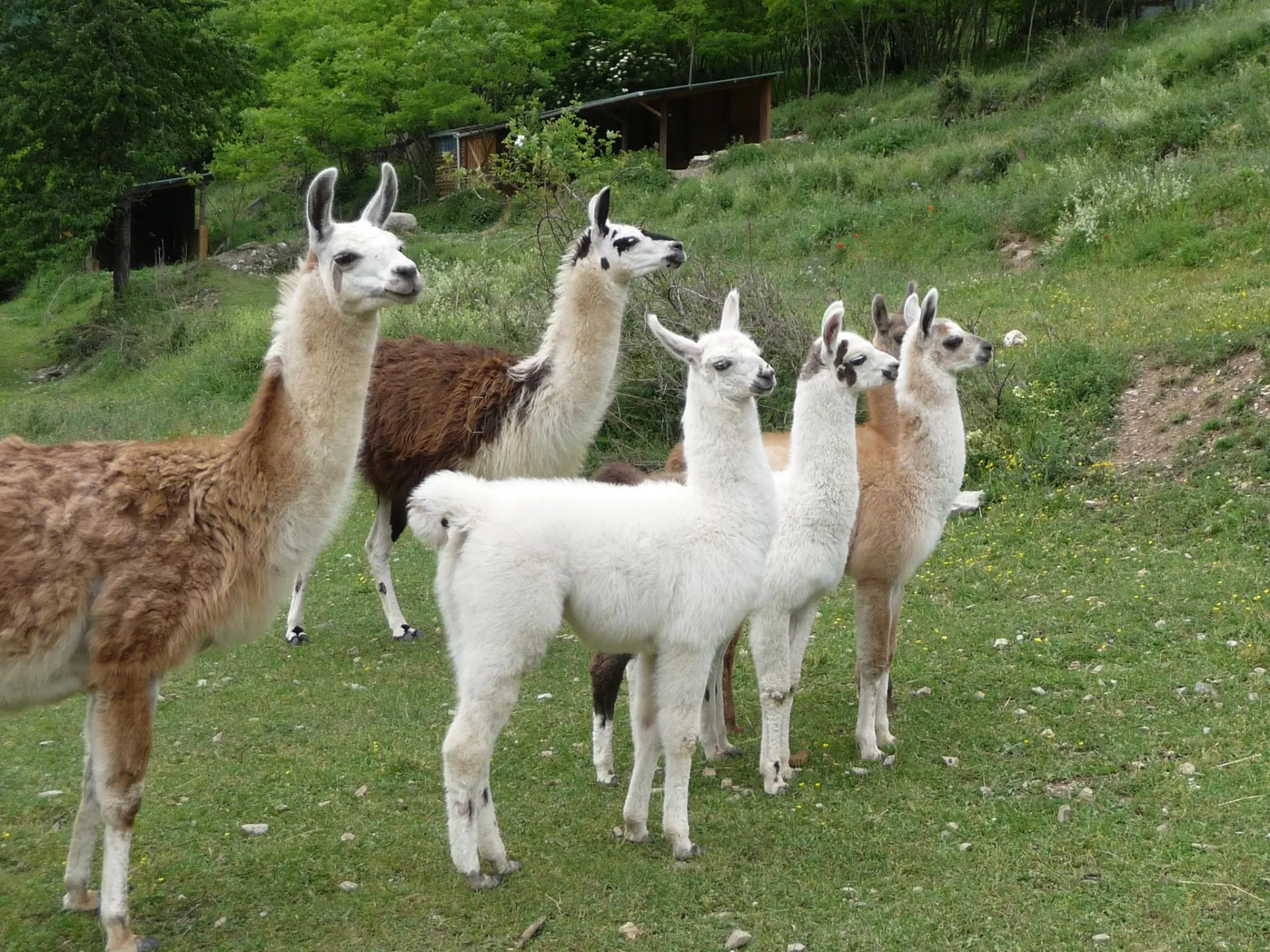 Un groupe de lamas de différentes couleurs dans un pré vert
