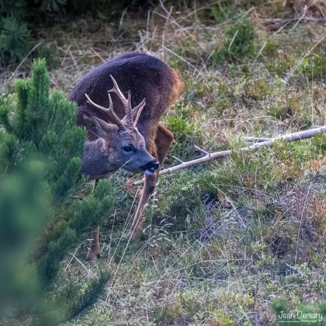 Instagram #pyreneesariegeoises