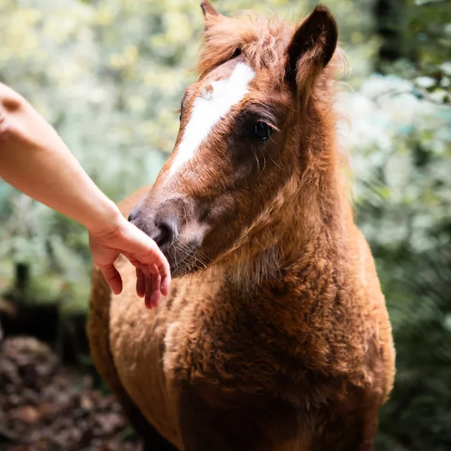 Instagram #pyreneesariegeoises