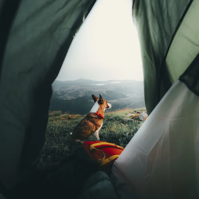 Instagram #pyreneesariegeoises