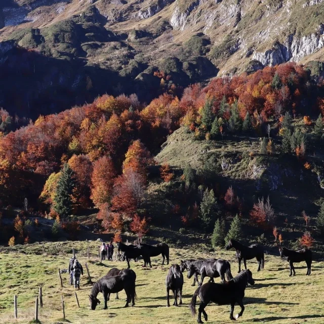 Instagram #pyreneesariegeoises