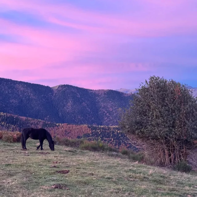 Instagram #pyreneesariegeoises